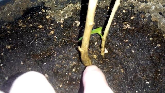 Посадка гибискуса садового в горшок на зиму.(ч.1) смотреть онлайн