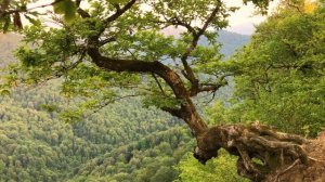 Так звучит лето: звук цикад в горах Сочинского национального парка – Sound of summer: cicadas song