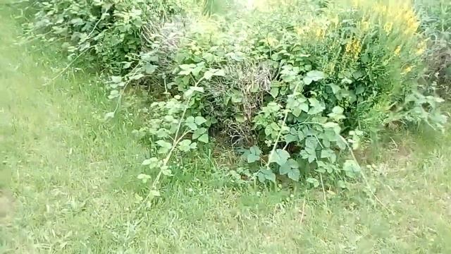 Вилла Рустика-сельская вилла в Римской империи смотреть онлайн