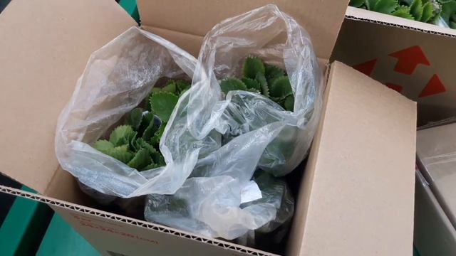 Купить россаду клубники/Саженцы клубники почтой по Украине смотреть онлайн