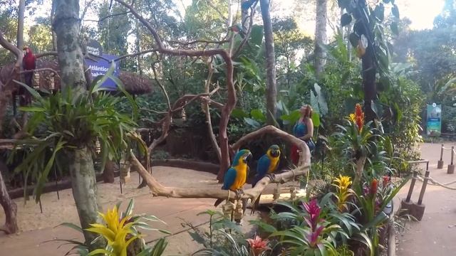 ВОДОПАДЫ ИГУАСУ - Как я посетил Чудо света? смотреть онлайн