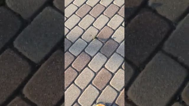 Самка кузнечика откладывает яйца смотреть онлайн