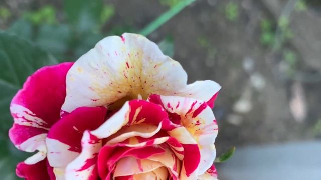 Роза Абракадабра ( Rose Abracadabra) плетистая 17 сентября 2021 г. смотреть онлайн