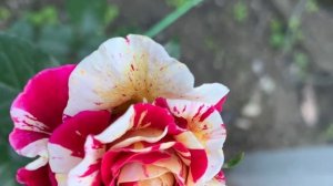 Роза Абракадабра ( Rose Abracadabra) плетистая 17 сентября 2021 г.