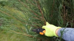 Разваливается скальный можжевельник? Как исправить? Обрезка взрослого можжевельника Skyrocket