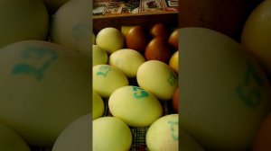 Инкубация яйца мускусной утки в Блиц! Охлаждение с 16 дня!