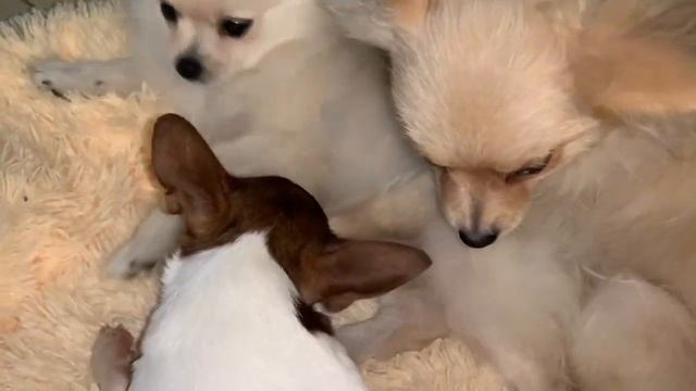 Всем спокойной ночи и самых сладких снов. смотреть онлайн