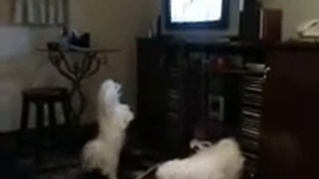 Malteza louca por televisão, ele louco para amar! смотреть онлайн