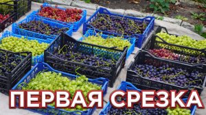 ПЕРВАЯ СРЕЗКА ВИНОГРАДА.