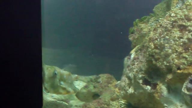 Иглобрюх острорылый Валентини.