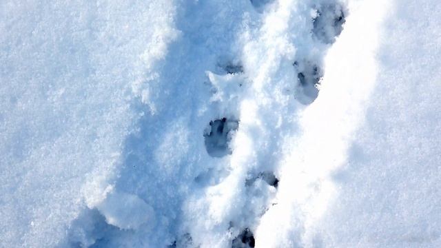 БЕЛОГРУДЫЙ ЁЖ - NORTHEN WHITE BREASTED HEDGEHOG Следы зверей смотреть онлайн