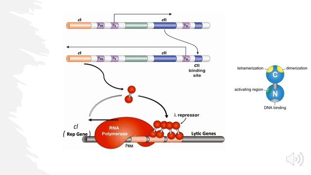 Lambda Bacteriophage- Lytic vs Lysogenic Decision... Explained! смотреть онлайн