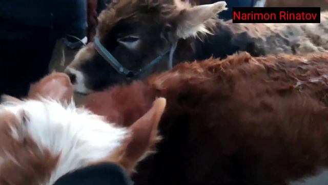 ЖОНДОР МОЛ БОЗОРИ ГУНАЖИН ВА БУКАЧА НАРХЛАРИ JONDOR MOL BOZORI GUNAJIN VA BUQACHA NARXLARI смотреть онлайн