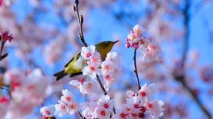 Занятие 20 Методика 2 кл. За какими явлениями в неживой природе 
наблюдают весной. Весна в природе.