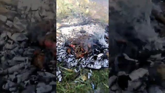 Как приготовить речные мидии и раков на костре без посуды. смотреть онлайн