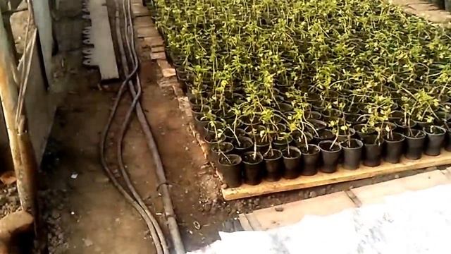 Капуста растет и эксперимент с помидорами. смотреть онлайн