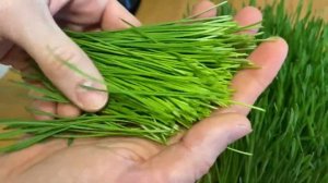 Посадил на подоконнике пшеницу и вырастил микрозелень за 7 дней