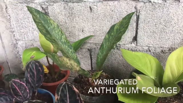 Rare Philodendron | Monstera-Thai Con | Anthurium Foliage & Jenmanii | Variegated Cardboard | смотреть онлайн