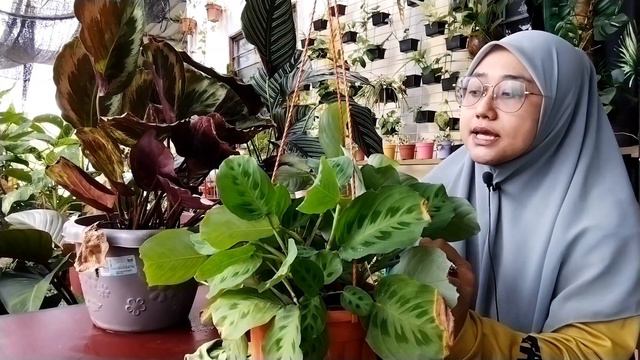 cara-cara penjagaan pokok calathea смотреть онлайн