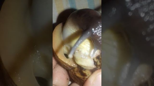 КАК и ЧЕМ КАКАЮТ И ДЫШАТ АФРИКАНСКИЕ УЛИТКИ АХАТИНЫ??? смотреть онлайн