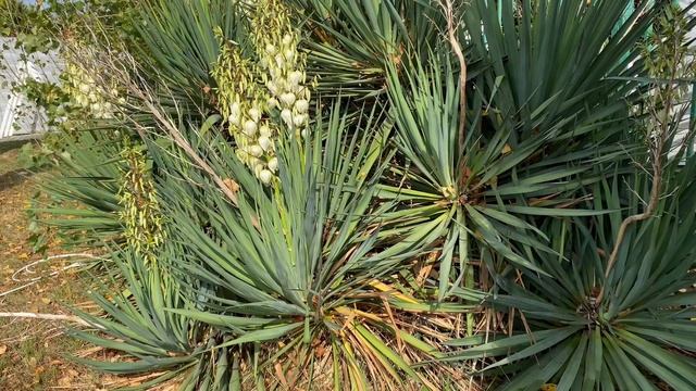 Юкка. Как зимует в Питере или Москве? Поделитесь пожалуйста в комментариях своим опытом выращивания смотреть онлайн