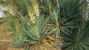 Юкка. Как зимует в Питере или Москве? Поделитесь пожалуйста в комментариях своим опытом выращивания