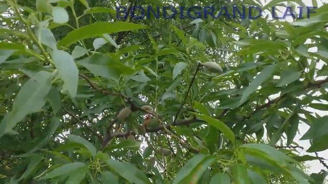 Как растет миндаль?, как выглядят плоды миндаля? смотреть онлайн