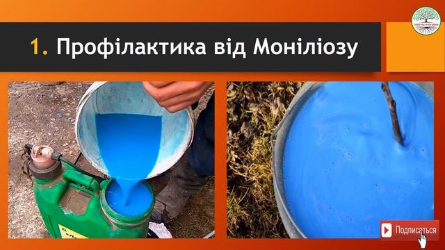 Моніліоз кісточкових. Моніліоз абрикоса лікування. Моніліоз вишні. смотреть онлайн