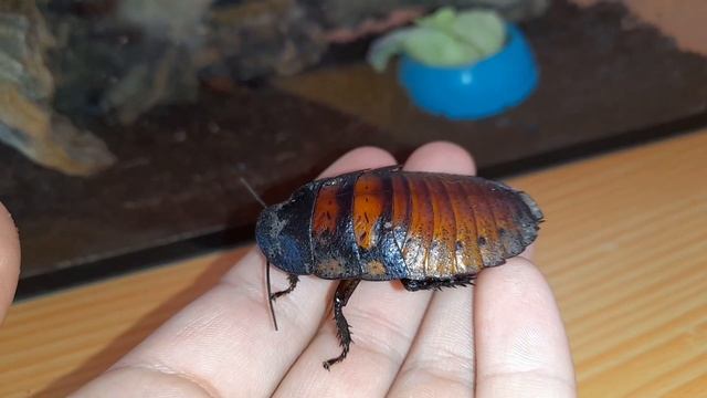 5 фактов о Мадагаскарских тараканах ! смотреть онлайн