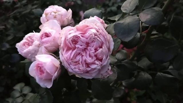 ОБЗОР И СОРТОВОЕ СООТВЕТСТВИЕ ПАРКОВЫХ РОЗ ?С АГРОФИРМЫ "ПОИСК" смотреть онлайн