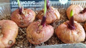 Готовим гладиолусы к посадке. Новое средство для проращивания. Дёшево и эффективно.