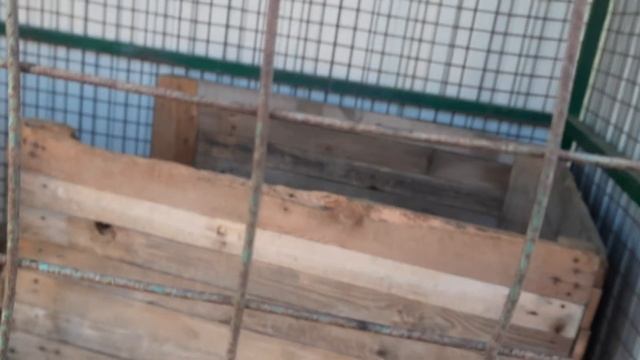 Беляш. Приют для бездомных животных "Лисёна". смотреть онлайн