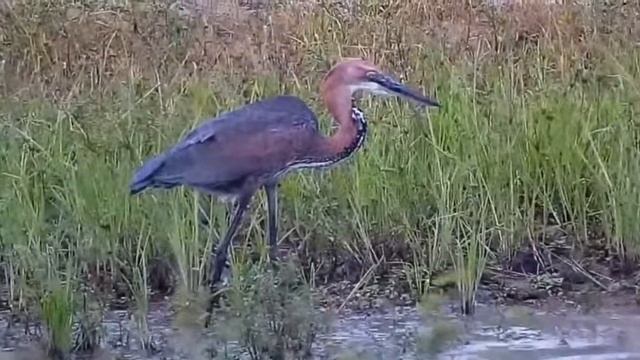 Djuma: Ardea Goliath heron (rarely seen in area) - 16.05 - 01/25/2022 смотреть онлайн