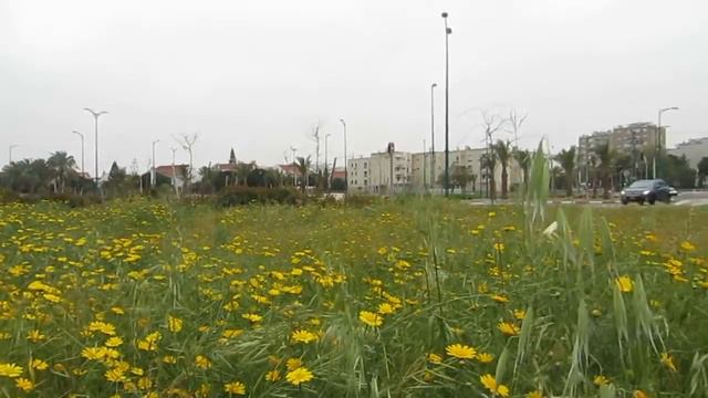 Хризантемы в Хамсин -8 марта!!!Израиль.Кирьят-Ям. смотреть онлайн