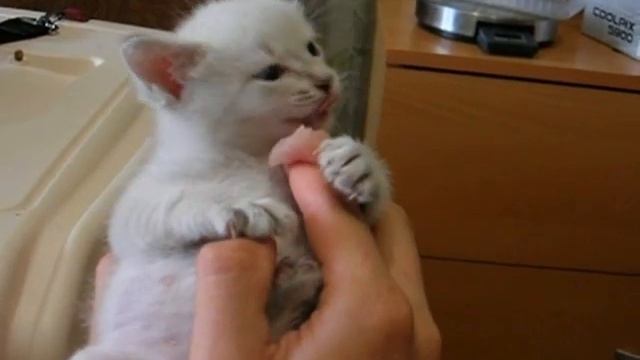 Месячный котенок ест сырое мясо! Смотреть всем! Тайские кошки - это чудо! Funny Cats смотреть онлайн