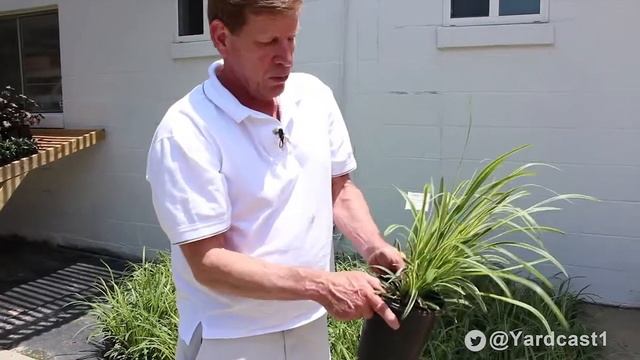 Shrub Profile - Variegated Liriope