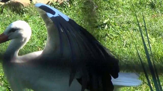 Московский зоопарк на Баррикадной. Часть 2. Видео: Логинова Ольга