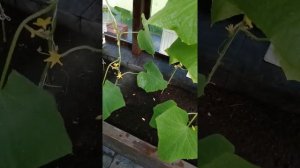 Искра уничтожает от 60 видов вредителей ?????