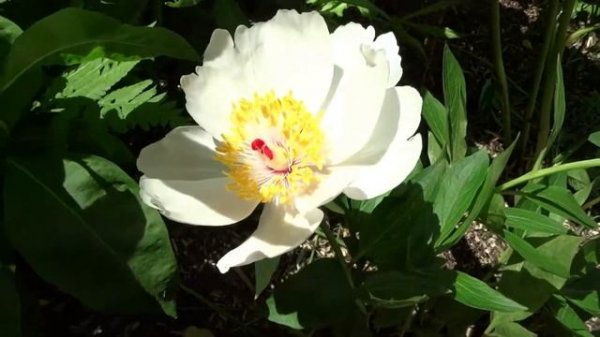 Пион СКВАЙРТ / Paeonia SQUIRT - ОБЗОР, ОПИСАНИЕ, ЦВЕТЕНИЕ, ОТЗЫВ