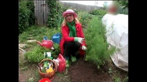 Как выращивать Фенхель ч 2