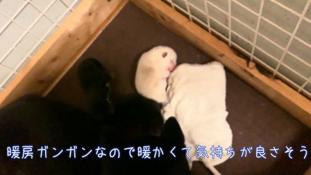 【激レア】産まれたての柴犬の子犬【字幕】 смотреть онлайн
