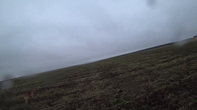 Охота на зайца с русскими гончими 2023г №5 смотреть онлайн