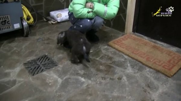 Пятнистая гиена домашний щенок