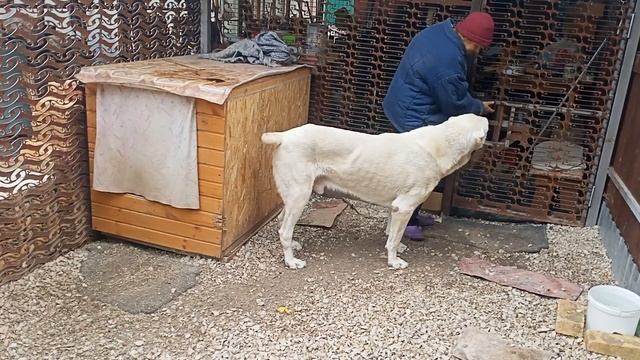 Алабай. Содержание Алабая (дополнение) от заводчика-любителя Азиатов смотреть онлайн