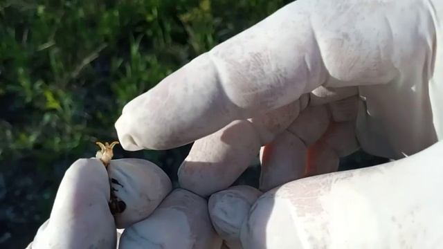 пчеловодство# спаривание матки с трутнем своими руками ? смотреть онлайн