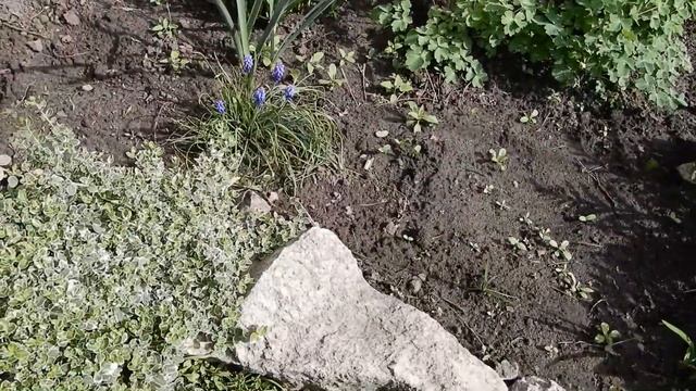 Обзор дачи на 3 мая. Что цветет, что развивается. смотреть онлайн