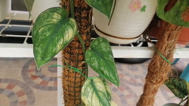 Scindapsus Mayari Care And Propagation Tips