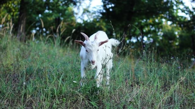 Toto Temple Deluxe now available for Xbox One смотреть онлайн