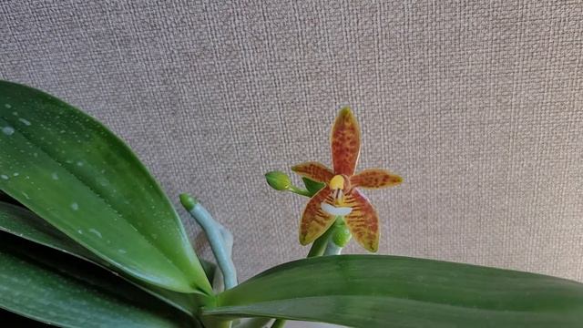 Два дебюта: Phalaenopsis Cornu-cervi и Psychopsis Mariposa Mariposa Alba. Я в восторге!