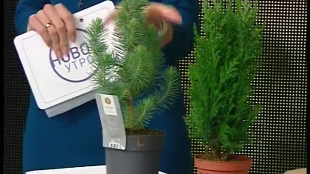 Хвойные растения дома смотреть онлайн